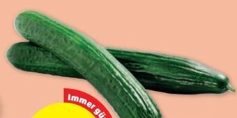 PENNY Gurken Angebot