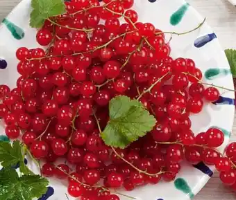 Eurospar SPAR Vital Rote Ribiseln 500 g Angebot