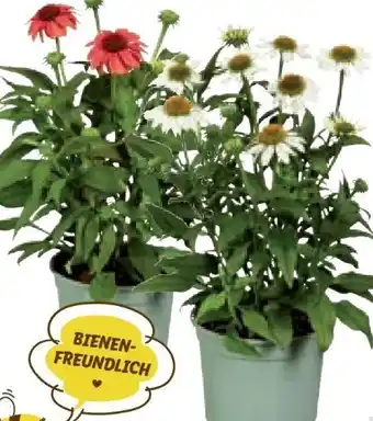 Lidl Echinacea sonnenhut Angebot