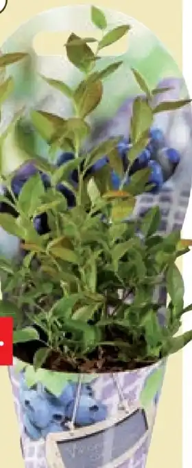 Lidl Heidelbeeren pflanze Angebot