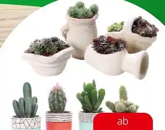 Eurospar Kakteen-sukkulenten mix Angebot