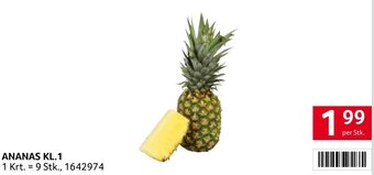 Transgourmet ANANAS KL.1 per Stk. Angebot