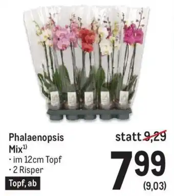 Metro Phalaenopsis Mix¹ .im 12cm Topf -2 Risper Angebot