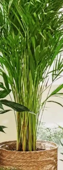 Bauhaus Dypsis palme Angebot
