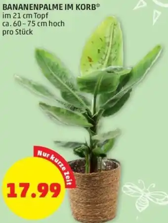 PENNY BANANENPALME IM KORB* im 21 cm Topf ca. 60-75 cm hoch pro Stück Angebot