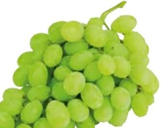 Transgourmet Trauben Angebot
