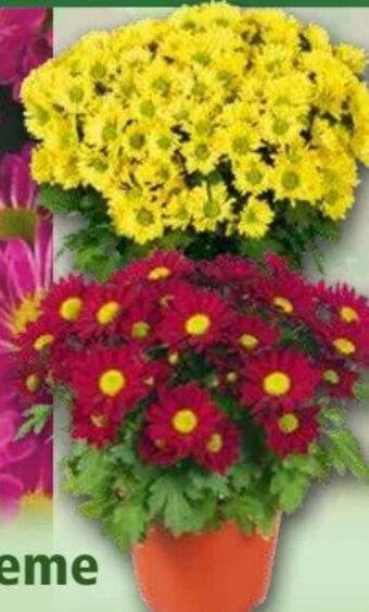 Norma Chrysanthemen swifty Angebot
