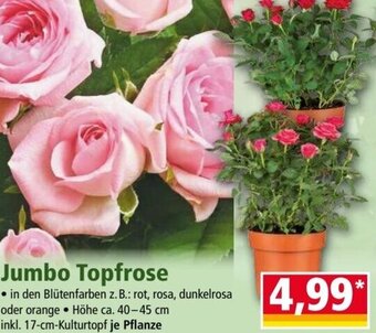 Norma Jumbo Topfrose Angebot