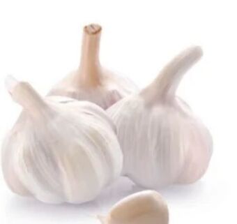 Hofer Knoblauch Angebot