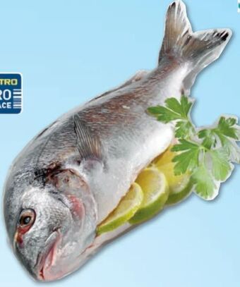 Metro Goldbrasse Angebot