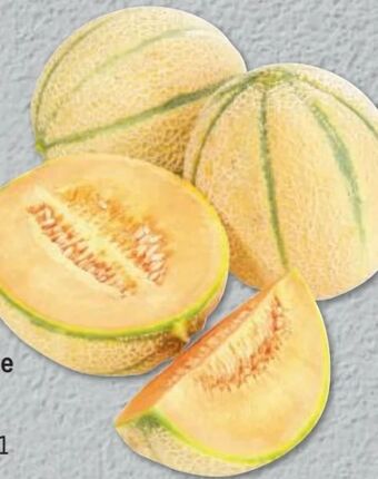 Metro Zuckermelone Angebot