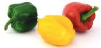 T&G Paprika tricolore Angebot