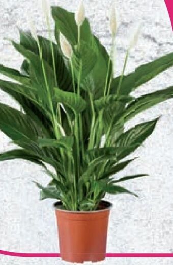 Lidl Spathiphyllum Angebot
