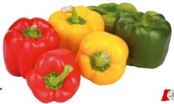 Transgourmet Paprika mix Angebot