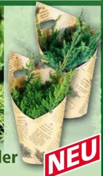 Norma Zwerg-kriechwacholder juniperus Angebot