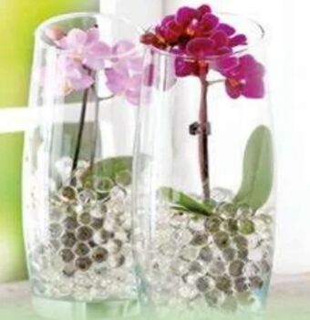 Norma Mini orchidee phalaenopsis Angebot