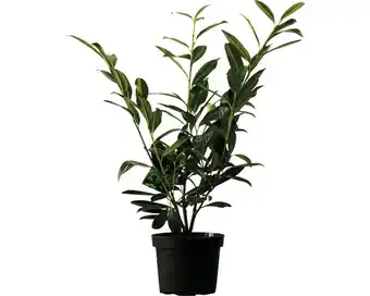 Hornbach Heckenpflanze kirschlorbeer flora self prunus laurocerasus 'caucasica' h 80-100 cm im 5 liter topf ab 15 stück auf palette Angebot