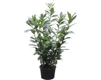 Hornbach Heckenpflanze kirschlorbeer flora self prunus laurocerasus 'caucasica' h 100-120 cm im 7,5 liter topf ab 10 stück auf palette Angebot