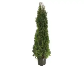 Hornbach Heckenpflanze floraself smaragd-thuje lebensbaum h 160-170 cm im 15 liter topf ab 10 stück auf palette Angebot