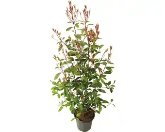 Hornbach Heckenpflanze floraself glanzmispel/photinia 'red robin' h 100-120 cm im 7,5 liter topf ab 10 stück auf palette Angebot