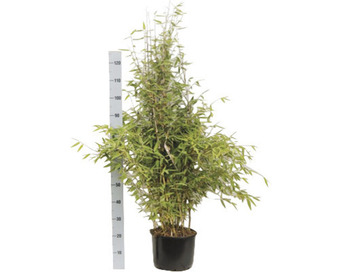 Hornbach Roter zebrabambus floraself fargesia murialeae 'red zebra' h 80-100 cm co 10 l Angebot