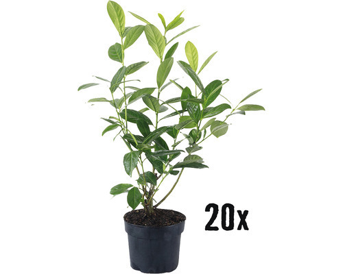 Heckenpflanze kirschlorbeer prunus laurocerasus 'novita' h 5060 cm im