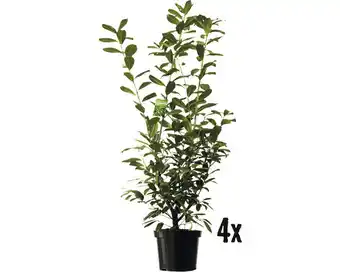 Hornbach Heckenpflanze kirschlorbeer prunus laurocerasus 'novita' h 120-150 cm im 10 liter topf ab 4 stück auf palette Angebot