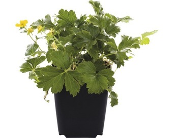 Hornbach Golderdbeere floraself waldsteinia ternata h 5-10 cm ø 9 cm topf Angebot