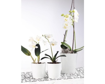 Hornbach Blumentopf soendgen merina keramik ø 14 h 15 weiß Angebot