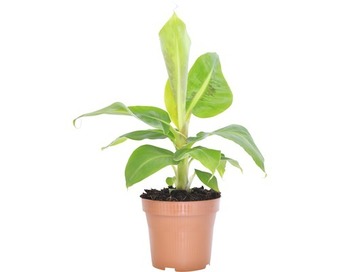 Hornbach Zierbanane floraself musa bananarama h 25-35 cm ø 12 cm topf Angebot