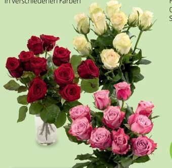 Hofer Rosen xl Angebot