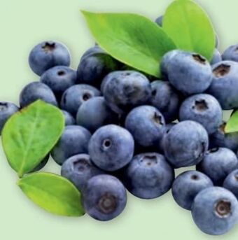 PENNY Heidelbeeren Angebot