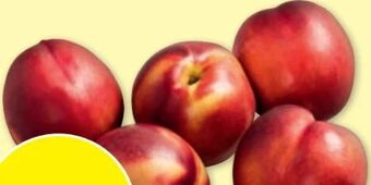 PENNY Nektarinen Angebot