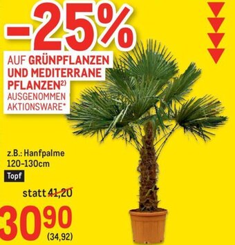 Metro z.B.: Hanfpalme 120-130cm Topf Angebot