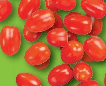 Lidl Dattelcherry tomaten Angebot