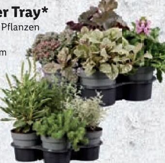 Lidl Herbstzauber mix Angebot