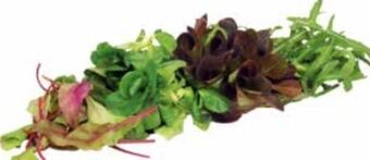 Transgourmet Pflücksalat premium Angebot