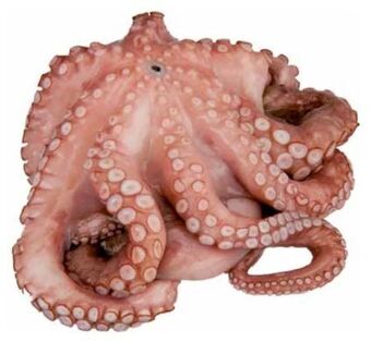 Transgourmet Octopus blume Angebot