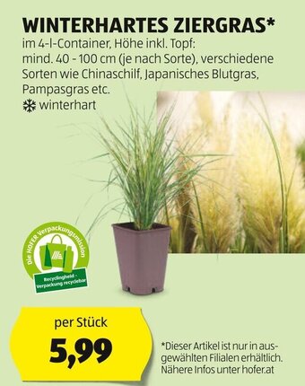 Hofer WINTERHARTES ZIERGRAS* Angebot