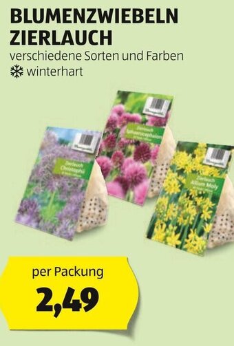 Hofer BLUMENZWIEBELN ZIERLAUCH Angebot