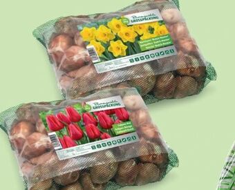 Hofer Blumenzwiebeln Angebot