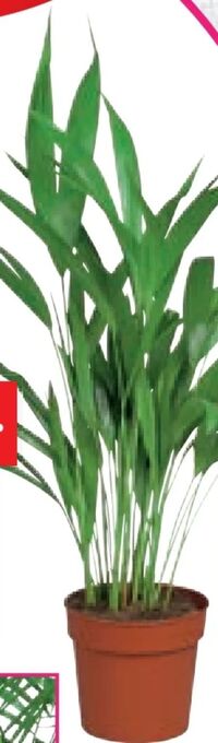 Lidl Palme Angebot