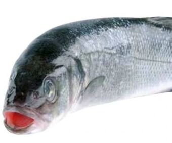 Transgourmet Wolfsbarsch Angebot