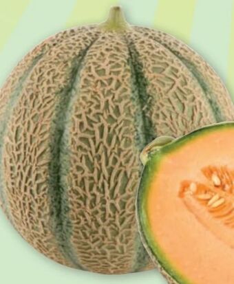 PENNY Zuckermelone Angebot