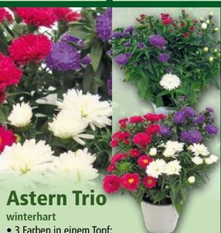 Astern trio Angebot bei Norma