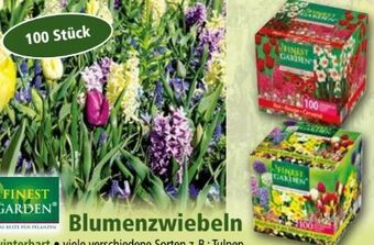 Norma Blumenzwiebeln Angebot