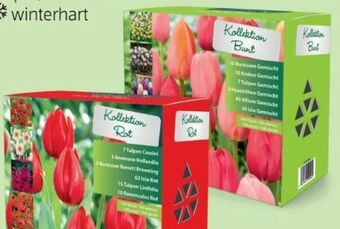 Hofer Blumenzwiebeln Angebot