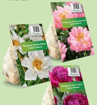 Hofer Blumenzwiebeln Angebot
