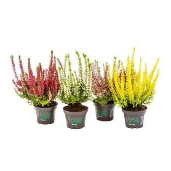 Hellweg Knospenheide beauty ladies Angebot
