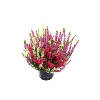 Hellweg Knospenheide beauty ladies trio Angebot